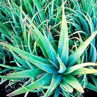 Aloe Vera Ingredient