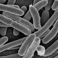 Lactobacillus Acidophilus Ingredient